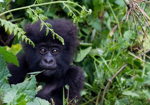 Gorilla-and-chimpanzee-baby