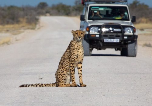 Namibia Self Drive Safari